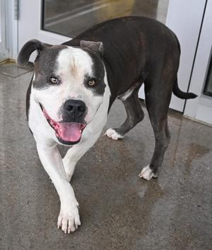 A black and white dog with a happy expression, standing on a concrete floor.