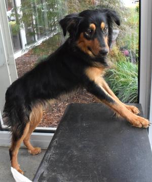 22262 "Jack", Australian Shepherd, adult, available for adoption