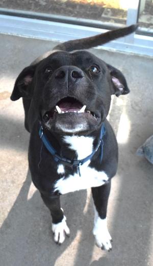 22556, Pit Bull Terrier, adult, available for adoption