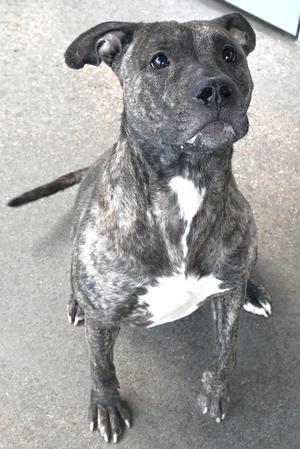A brindle and white dog with a white chest patch, standing on a concrete surface, looking up with its ears perked and tail slightly raised.