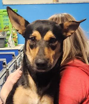 Sara, Manchester Terrier, adult, available for adoption