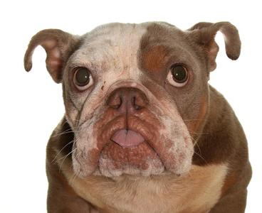 Fresca, French Bulldog, adult, available for adoption