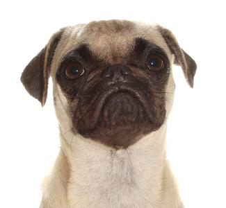 Daisy, Pug, young, available for adoption