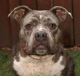 Rosie, Pit Bull Terrier / English Bulldog, adult, available for adoption