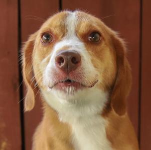 Roshi, Beagle, adult, available for adoption