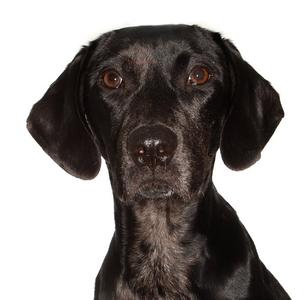 Jobi, Black Labrador Retriever, young, available for adoption