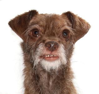 Chibi, Yorkshire Terrier Yorkie / Poodle (Toy), adult, available for adoption