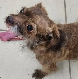 Chibi, Yorkshire Terrier Yorkie / Poodle (Toy), adult, available for adoption
