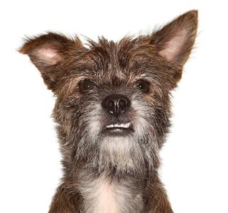 Tyson, Schnauzer / Terrier, adult, available for adoption