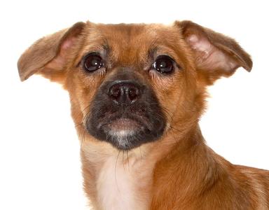 Travis, Chihuahua / Dachshund, young, available for adoption