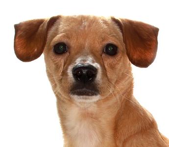 Todd, Chihuahua / Dachshund, young, available for adoption