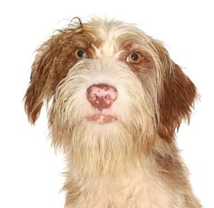 Sugar, Poodle (Standard) / Maltese, puppy, available for adoption