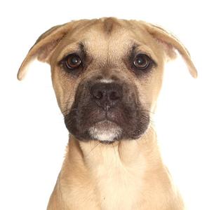 Arrietty, Husky / French Bulldog, puppy, available for adoption