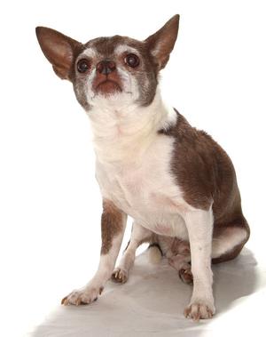Wishbone, Chihuahua, senior, available for adoption