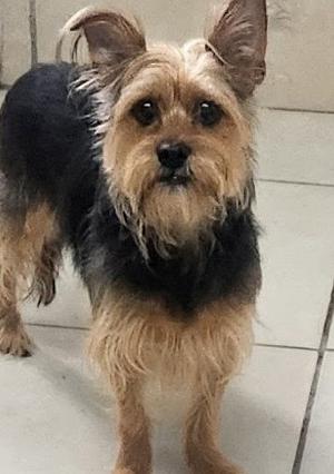 Maxwell, Yorkshire Terrier Yorkie, adult, available for adoption