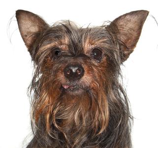 Miguel, Yorkshire Terrier Yorkie, senior, available for adoption