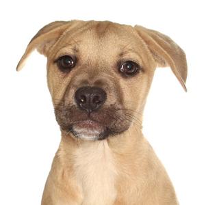 Lydia, Husky / French Bulldog, puppy, available for adoption