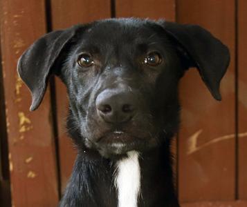 Farrah, Mastiff / Labrador Retriever, puppy, available for adoption