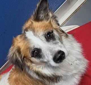 Markie, Shetland Sheepdog Sheltie / Corgi, adult, available for adoption