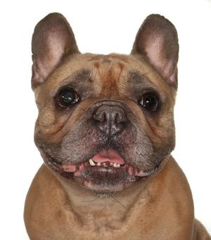 Fiona, French Bulldog, adult, available for adoption