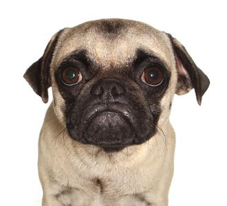 Theodore, Pug, young, available for adoption