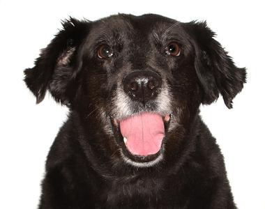 Katrina, Border Collie, adult, available for adoption