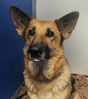 Candy, German Shepherd Dog, adult, available for adoption