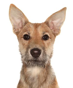 Kiwi, Shepherd / Terrier, puppy, available for adoption