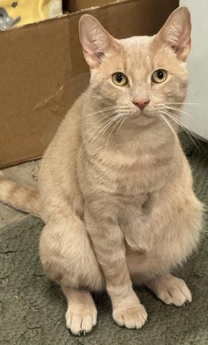 A light-colored cat sitting on a carpeted floor, looking directly at the camera.