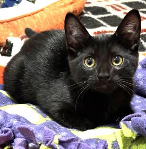 Georgia, kitten, available for adoption