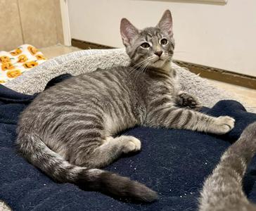 Gatsby, kitten, available for adoption