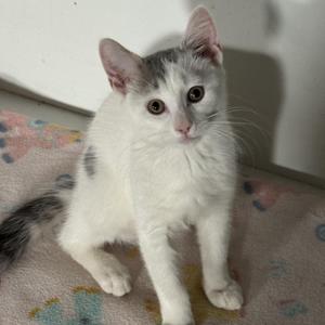 A white and gray cat with big eyes sitting on a patterned blanket