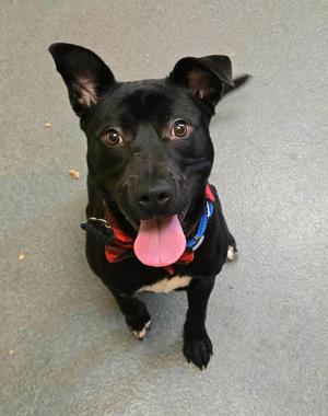 TJ youngster, Pit Bull Terrier, young, available for adoption