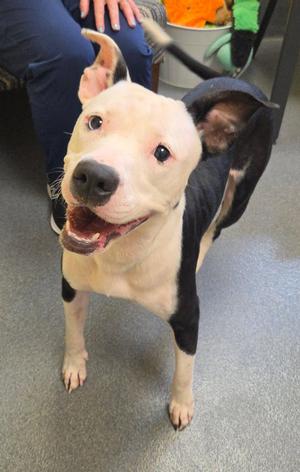 Tia, American Staffordshire Terrier, young, available for adoption