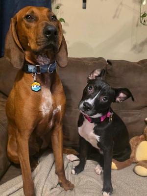 Little Bit, Pit Bull Terrier, young, available for adoption
