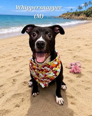 Whippersnapper, Pit Bull Terrier, young, available for adoption