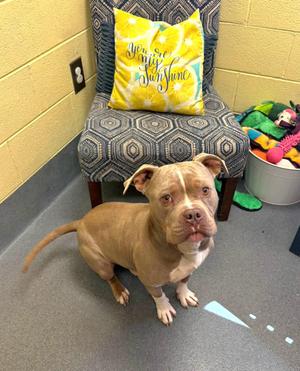 Blu, Pit Bull Terrier, adult, available for adoption