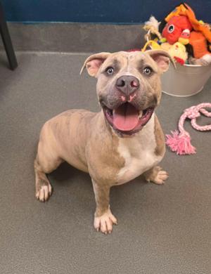Chocolate Chip - ADOPTED, American Bully, young, available for adoption