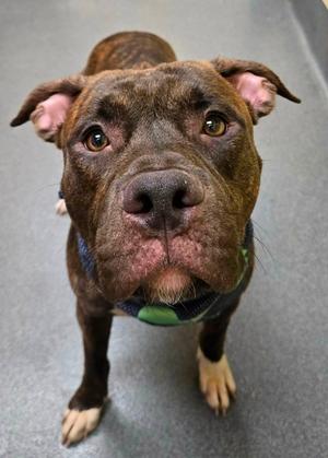 Gentry, Pit Bull Terrier, adult, available for adoption