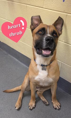 Hercules, Shepherd / Pit Bull Terrier, adult, available for adoption