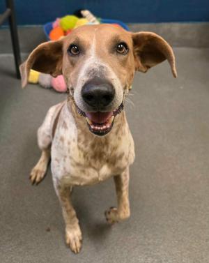 A brown and white dog with floppy ears and a happy expression, standing on a gray floor.