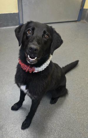 Athena, Flat-Coated Retriever, adult, available for adoption