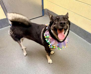 Leigh, Norwegian Elkhound / Shepherd, adult, available for adoption