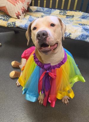 Abby (the Gem), Pit Bull Terrier, adult, available for adoption