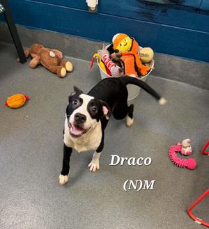 Draco, Pit Bull Terrier / Terrier, young, available for adoption