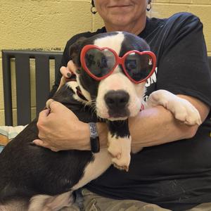 Draco, Pit Bull Terrier / Terrier, young, available for adoption