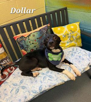 Dollar, Pit Bull Terrier / Terrier, young, available for adoption