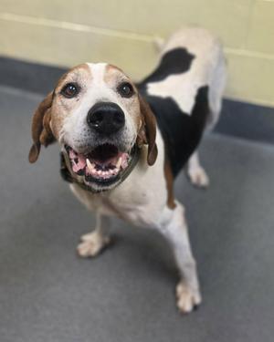 Archie, Treeing Walker Coonhound, adult, available for adoption