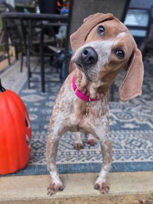 Poppy, Hound, young, available for adoption