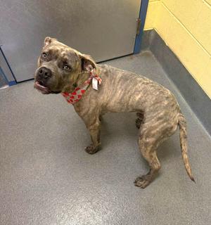 A brindle-colored dog wearing a red bandana stands on a gray floor, looking up with its mouth open.